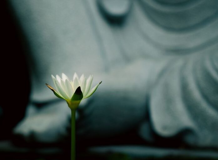 A serene white lotus blossoms in a pond, framed by a blurred Buddha statue, embodying peace.